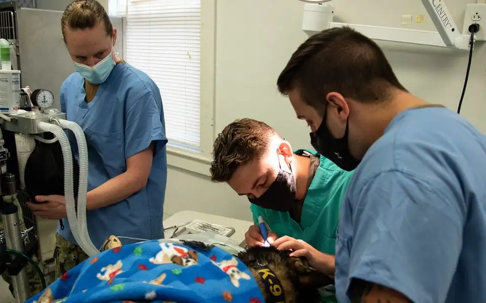 Veterinary technician and dog both wearing protective goggles while a handheld therapy laser is held over the dog's hip