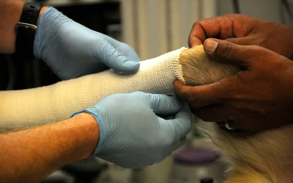 Dog with a shaved hind leg and healing knee incision walking slowly on a short leash beside its owner